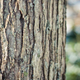 Image for article titled Wood Shooting Challenge